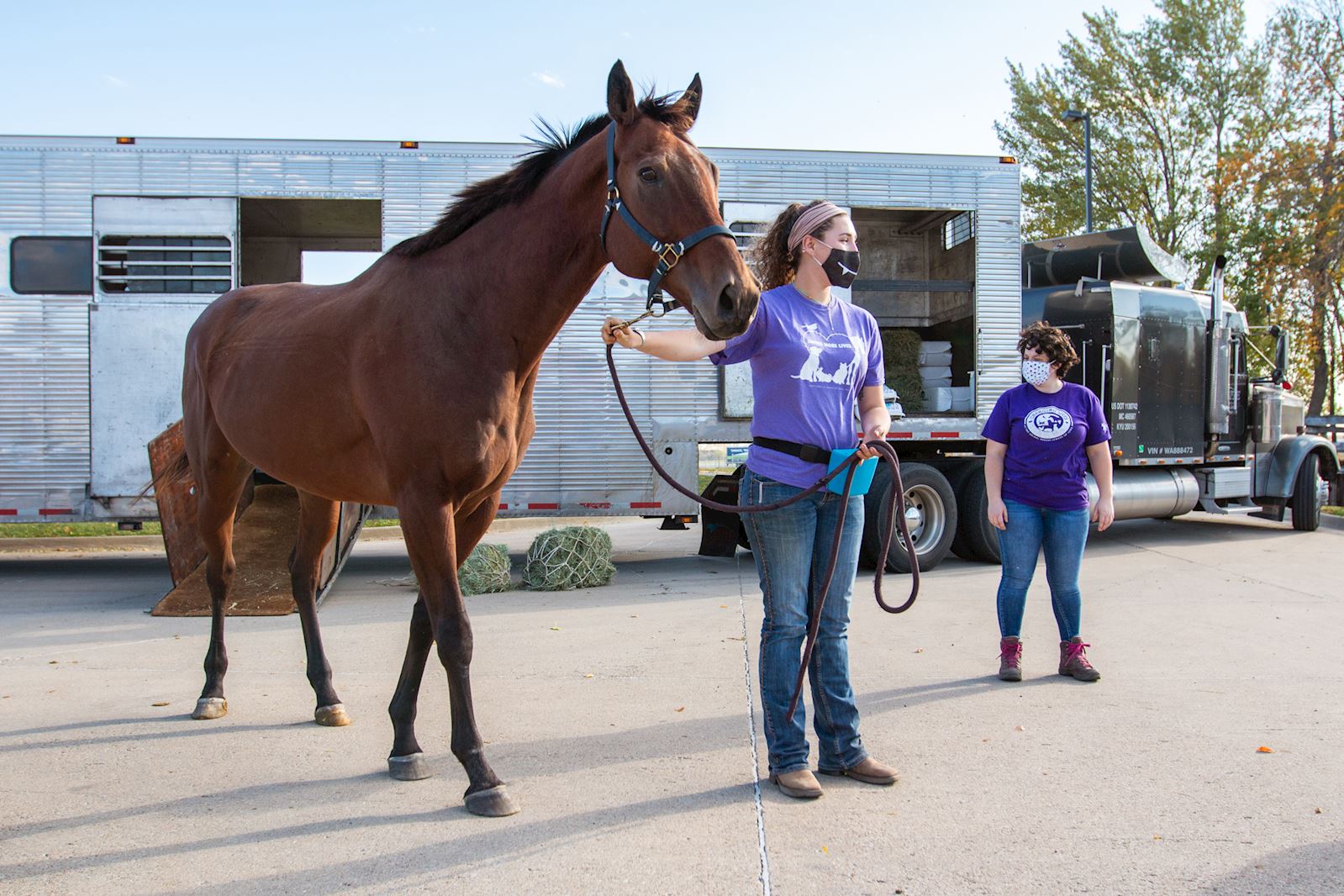 Horse Transfer