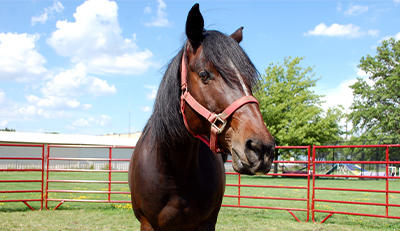 Horse Training & Classes