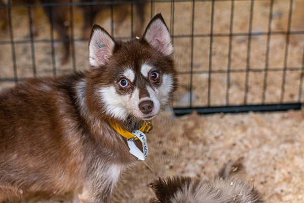 Puppy at ISU temporary shelter