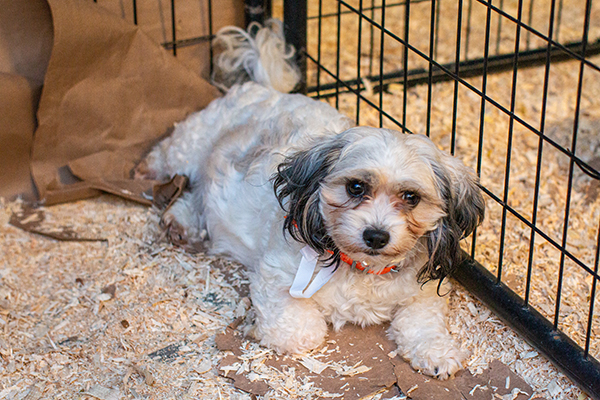 Dog at ISU temporary shelter