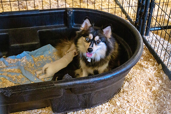 Dog with puppies at ISU temporary shelter