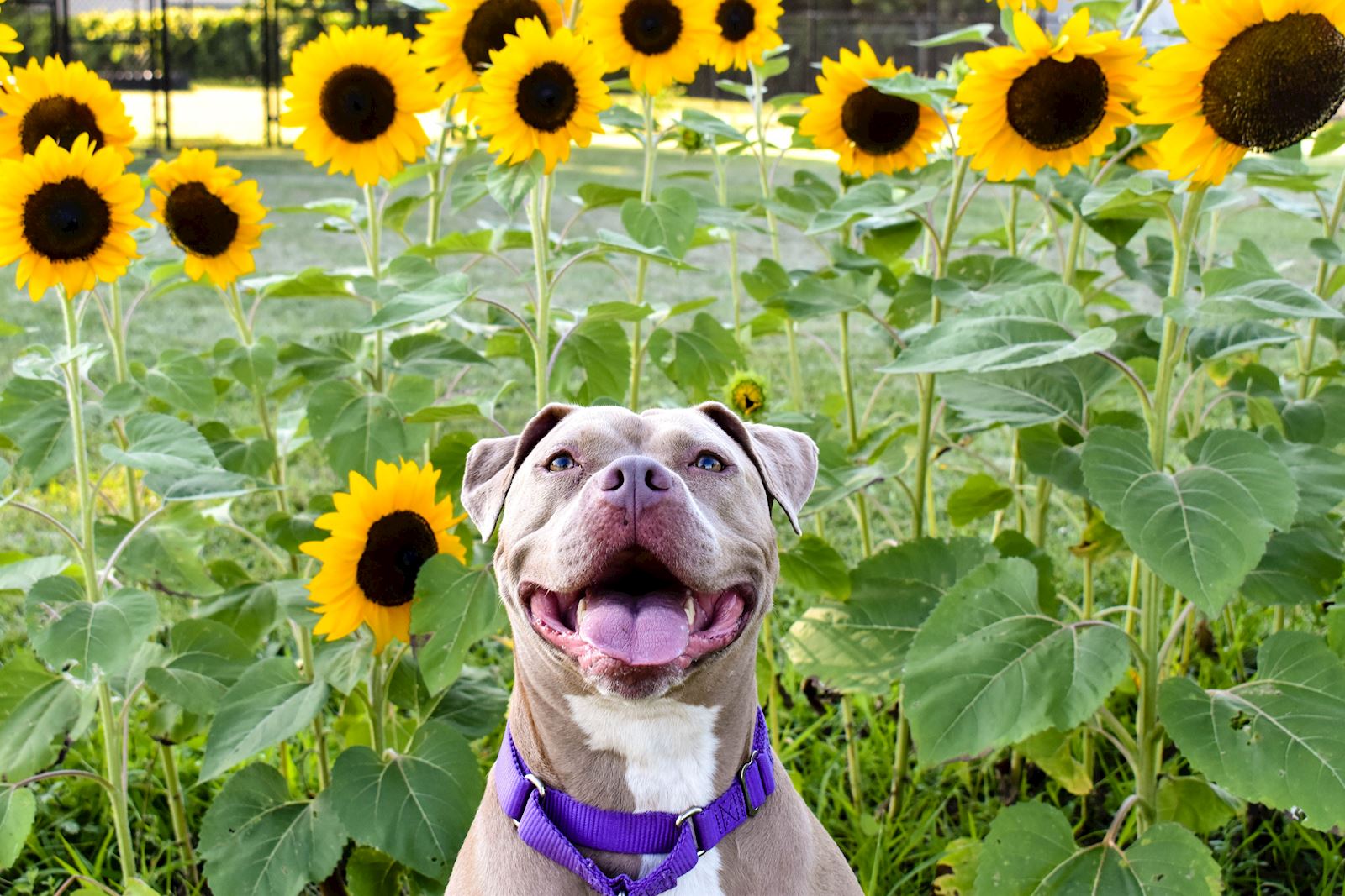 Sunflower Photo