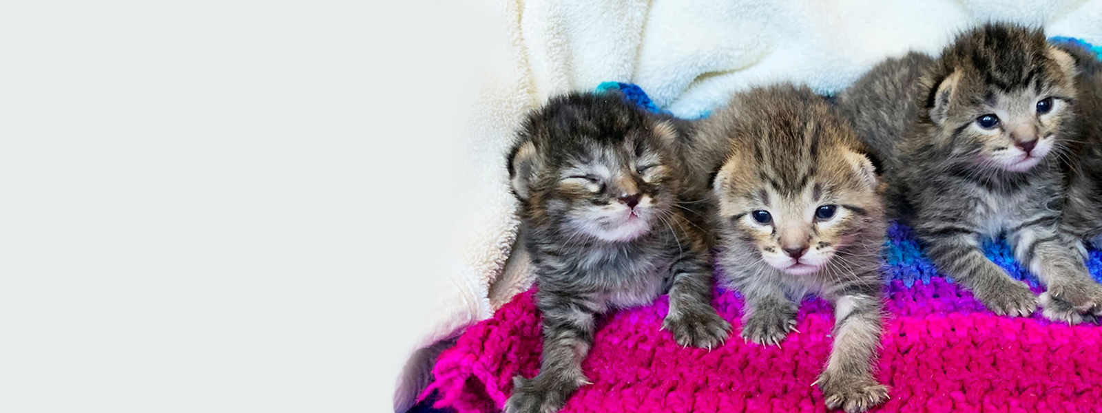 Fosters Needed