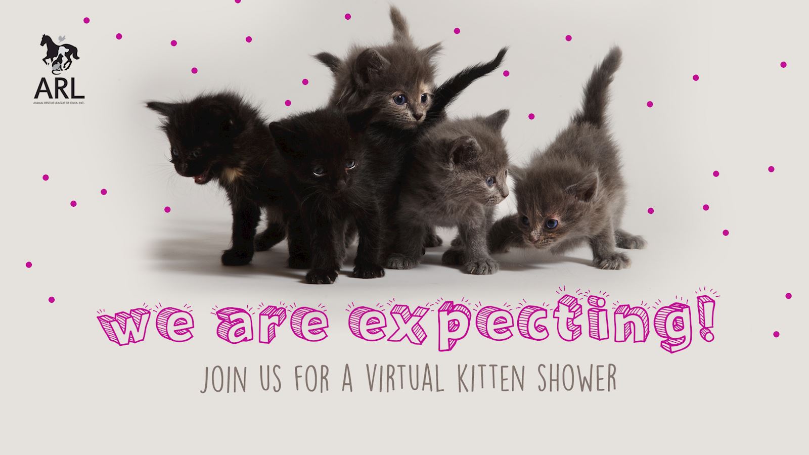 Kitten Shower