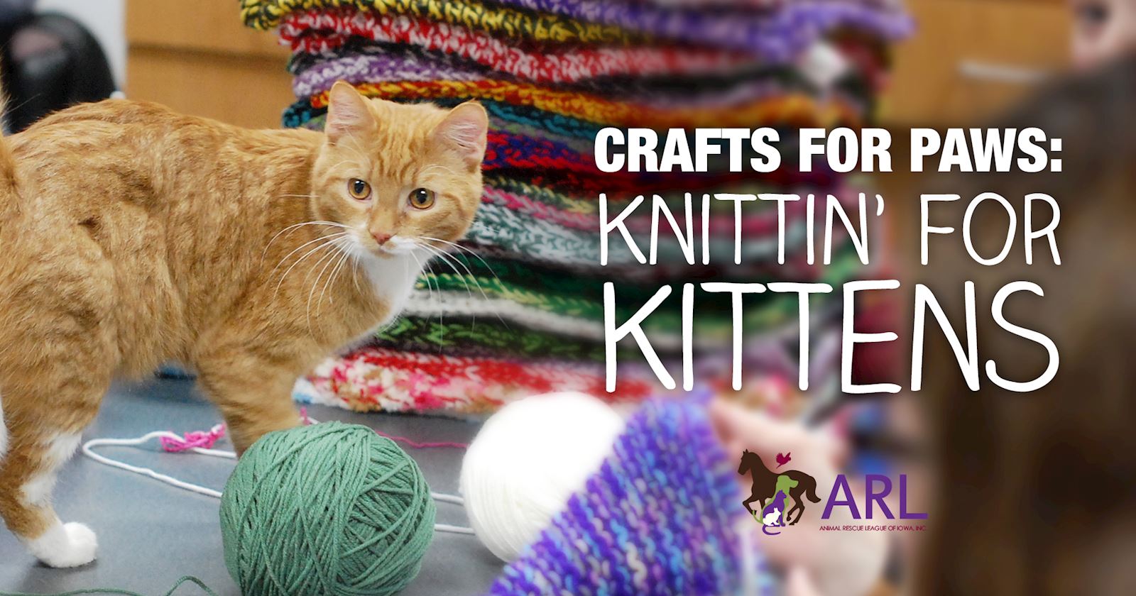 Knittin' For Kittens