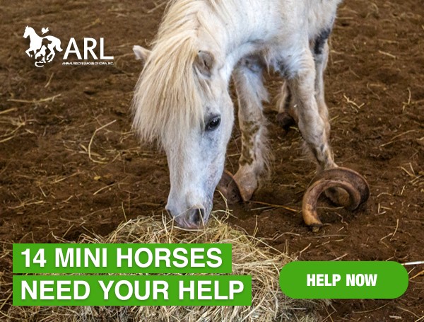 Mini Horses Header