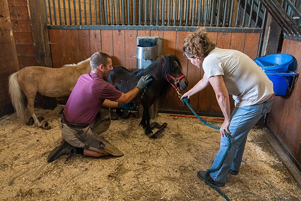Mini Horses with Farrier