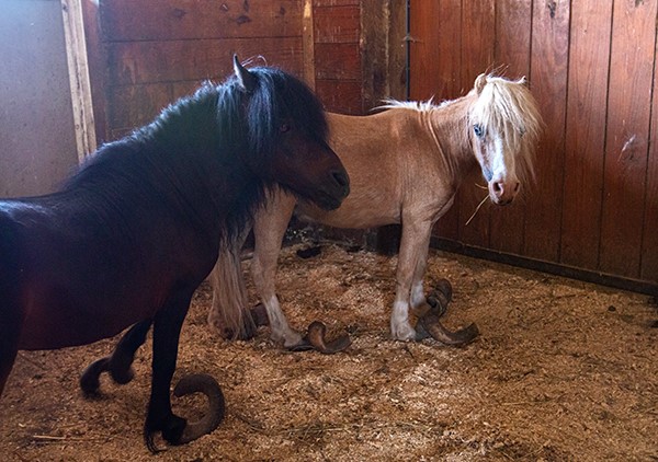 Mini Horses in Barn