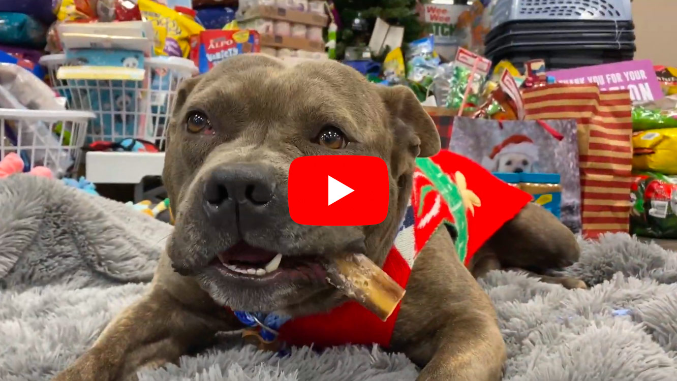 WATCH: Shelter Dogs Pick Gifts from Under the Tree