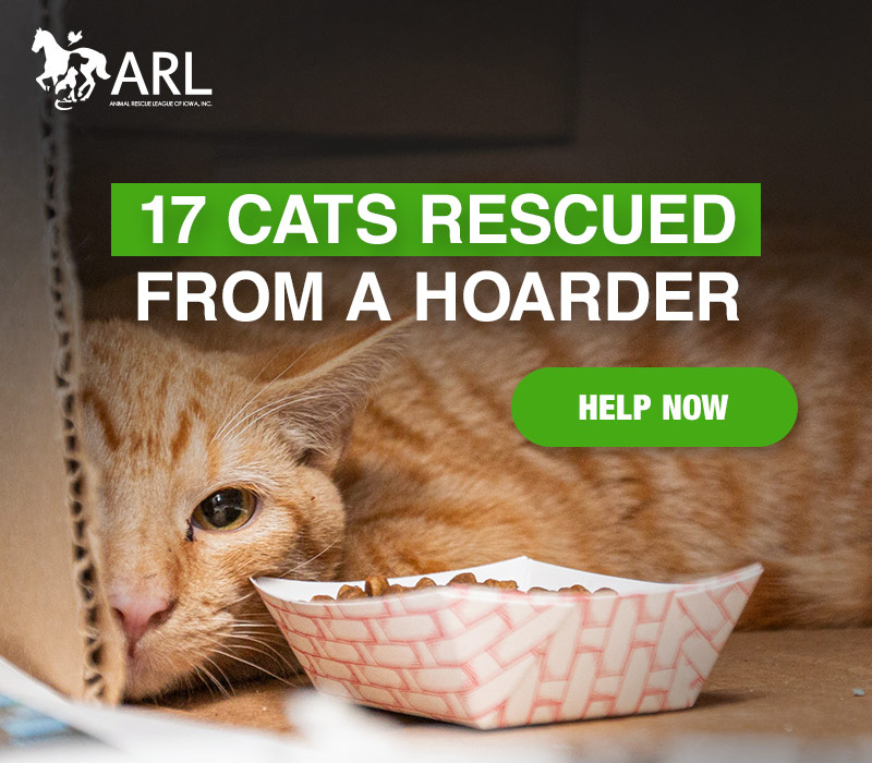 17 Cats Rescued from Hoarding Situation - Animal Rescue League of Iowa