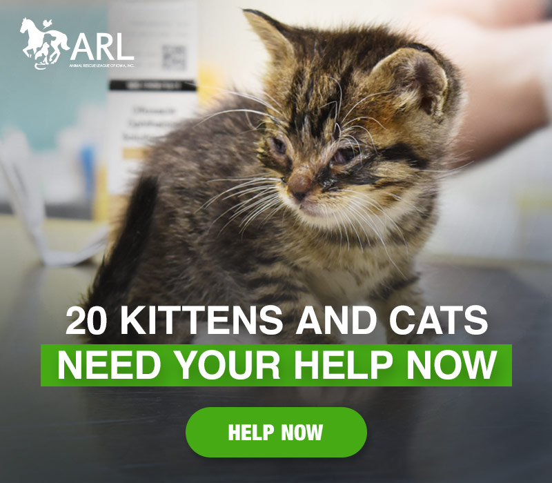 20 Kittens and Cats Need Your Help Now - Animal Rescue League of Iowa