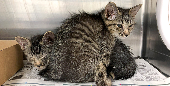 26 Cats Rescued in Des Moines, ARL