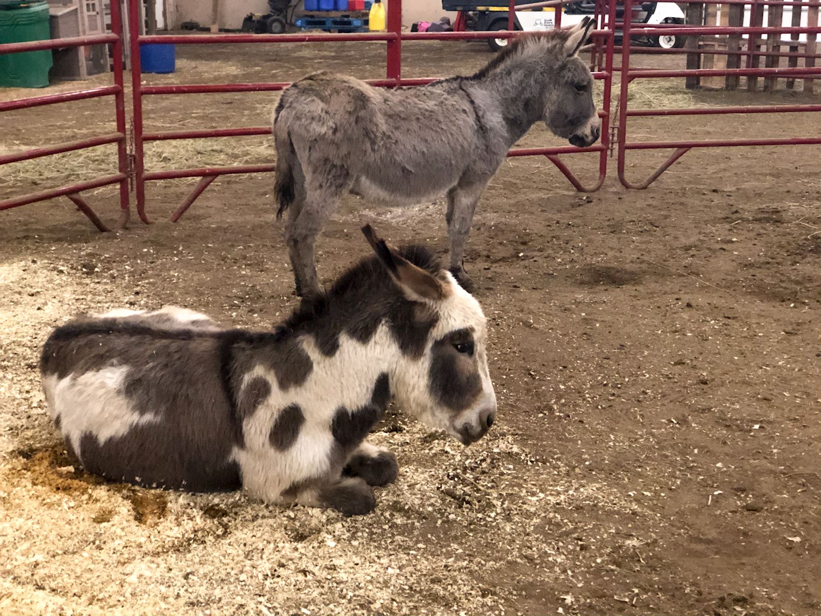 Animals rescued from Cricket Hollow Zoo