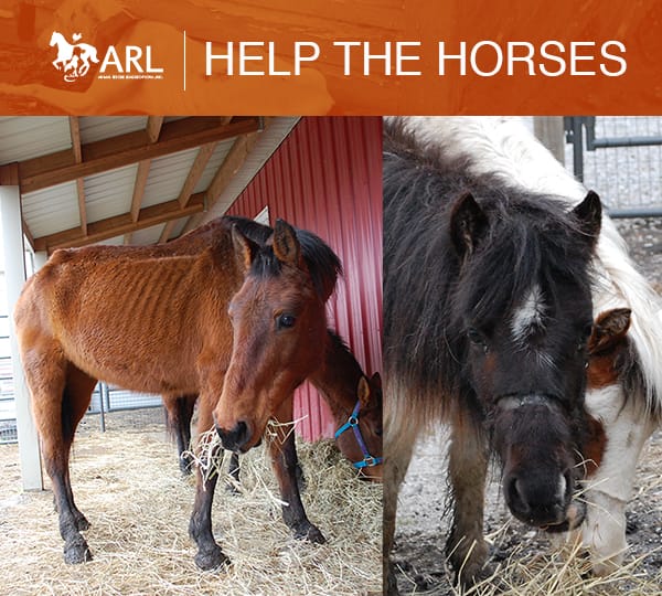 Warren county horses