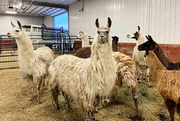 ARL Cricket Hollow Zoo, Llamas