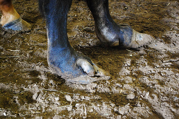 Steer Hooves