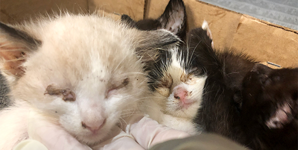 Cat Hoarding, Kittens