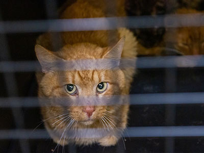 UPDATE: Cats Rescued From Hoarding Situation Progressing - Animal Rescue  League of Boston