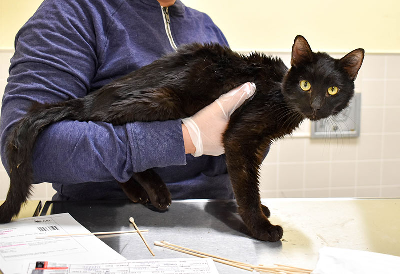 UPDATE: Cats Rescued From Hoarding Situation Progressing - Animal Rescue  League of Boston