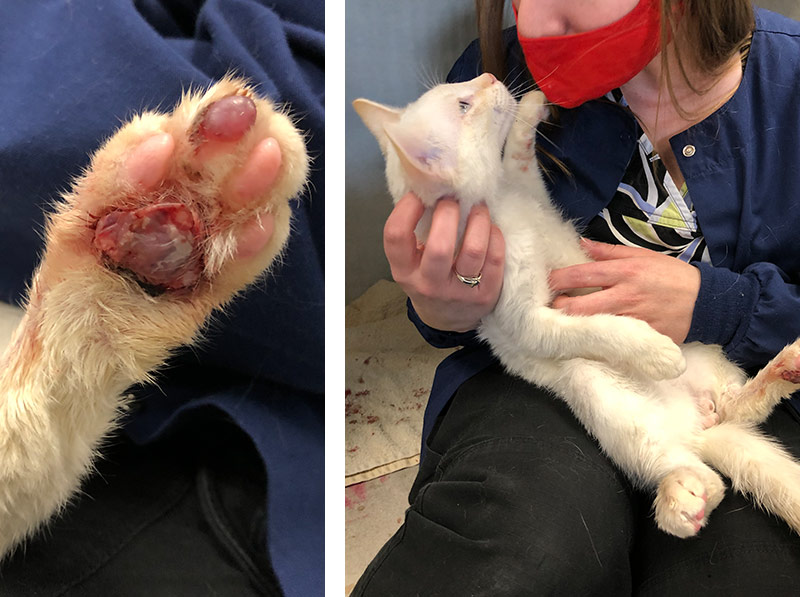 Kitten found with paws frozen to the ground - Animal Rescue League of Iowa