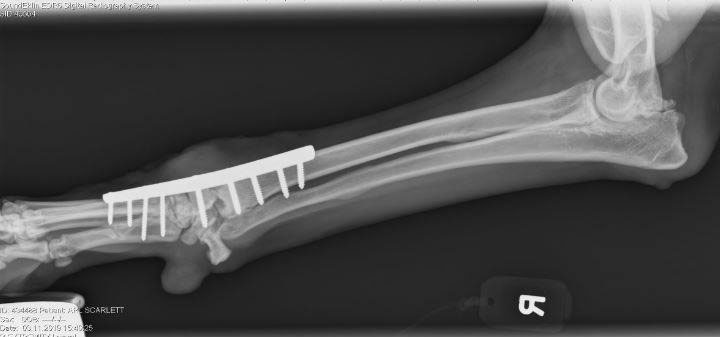 Scarlett's Xray Post Surgery