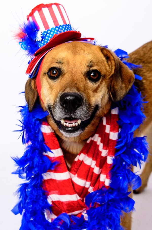 Fourth of July Dog