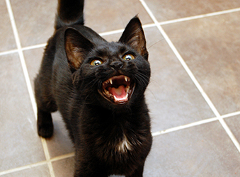 Are Black Cats More Vocal