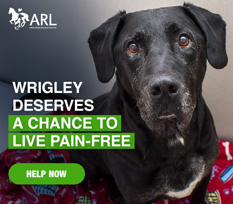 Senior dog deserves a chance to live pain-free - Animal Rescue League of  Iowa
