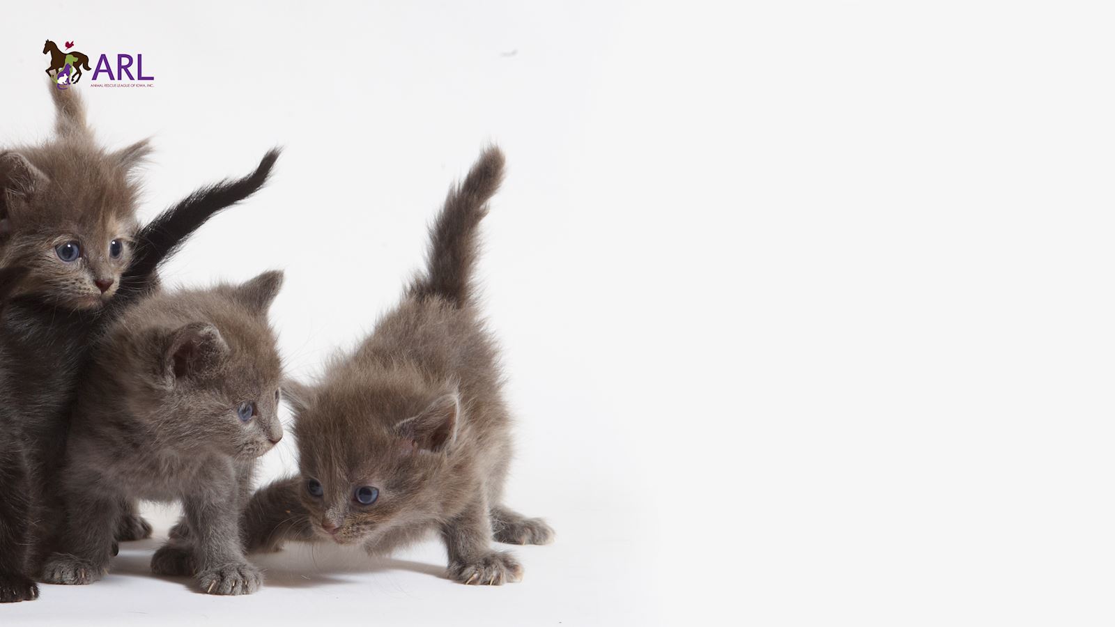 ARL Kittens