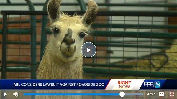 Cricket Hollow Zoo, KCCI-8