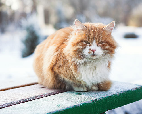 Keep Feral Cats Warm In The Winter Animal Rescue League Of Iowa Keep Feral Cats Warm In Cold Temperatures