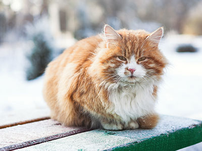 Keep Feral Cats Warm in the Winter