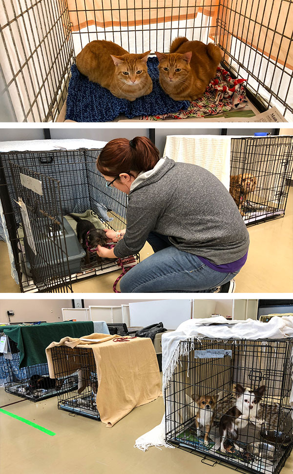 Crisis Foster Pets Seek Shelter at the ARL due to Flooding