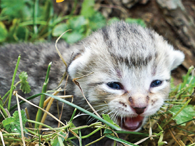 Found Kittens? Don't Kit-nap!