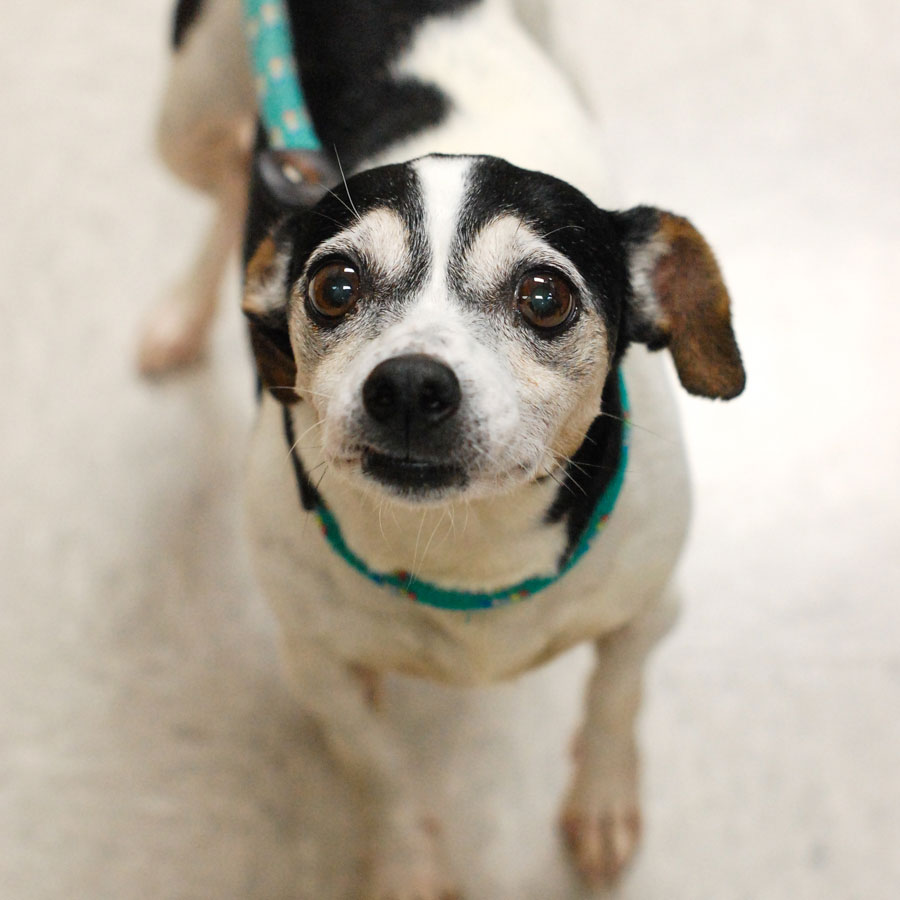 Senior Dogs at the ARL Fetch Grant Animal Rescue League