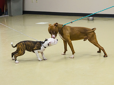 Introducing Dogs to Dogs