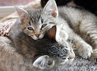 introducing a cat to another cat