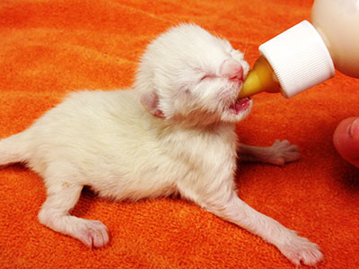 Change Lives During Kitten Season