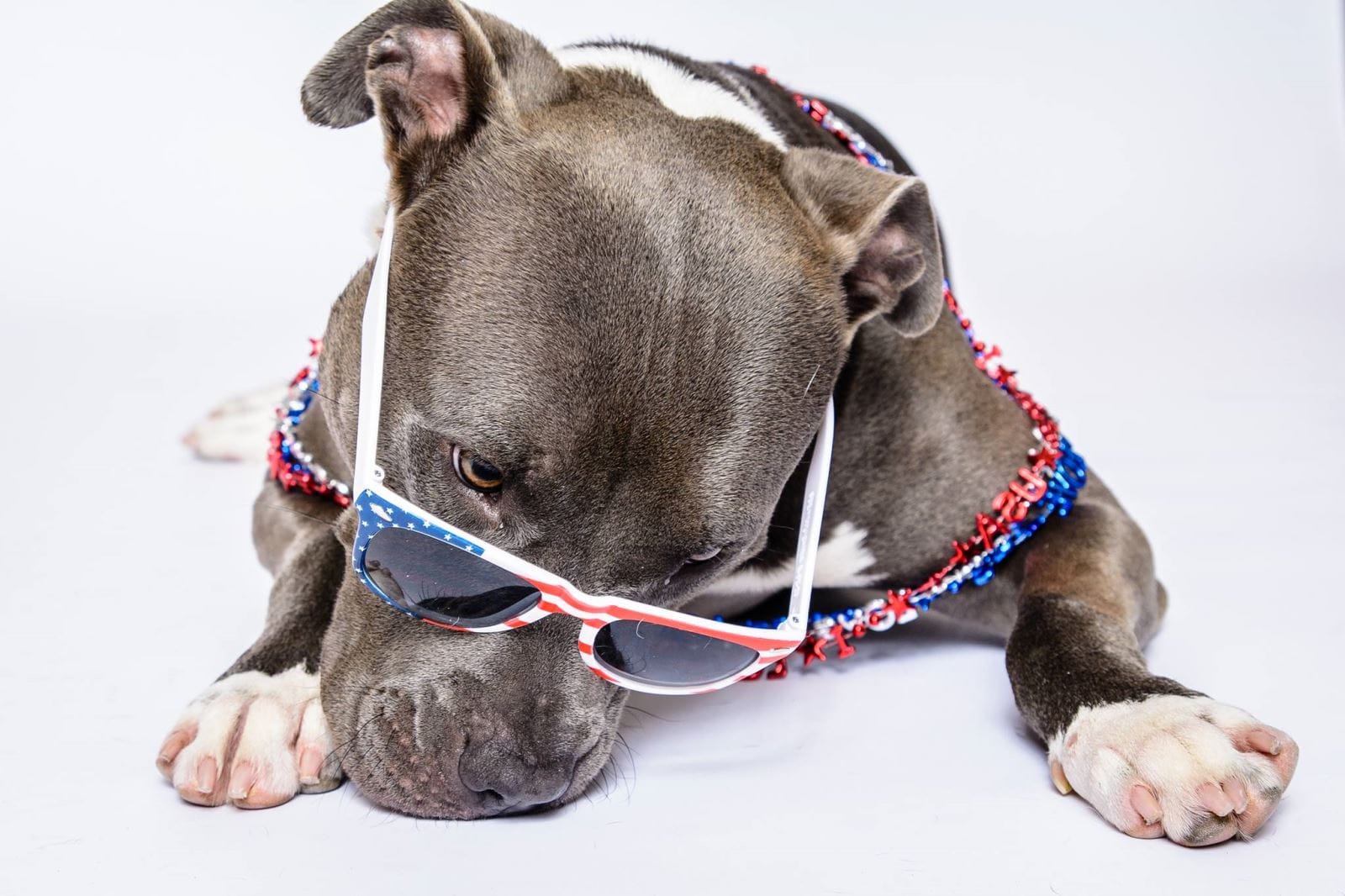 4th of July dog