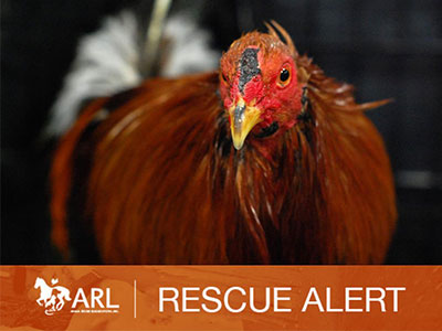 Rooster Rescue, March 2018