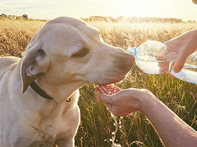 Summer Heat Safety Tips for Pets