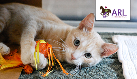 shelter cat