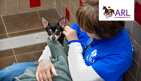Volunteer | Animal Rescue League of Iowa