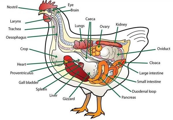 chicken anatomy