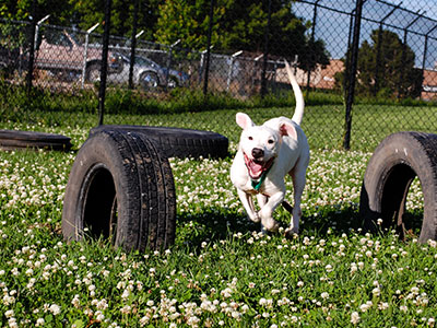 Introducing Your Dog to Other Dogs in Public Spaces