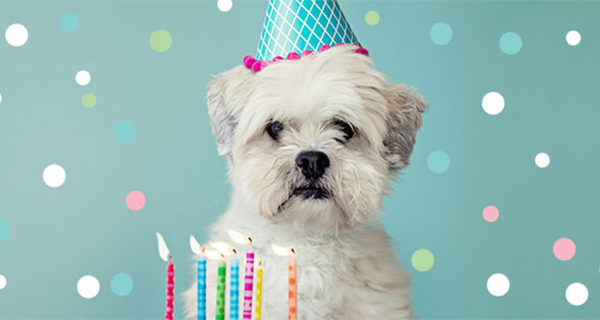 Dog Birthdays & Gotcha Days