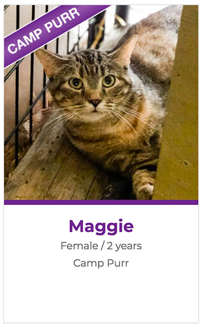 Camp Purr Maggie