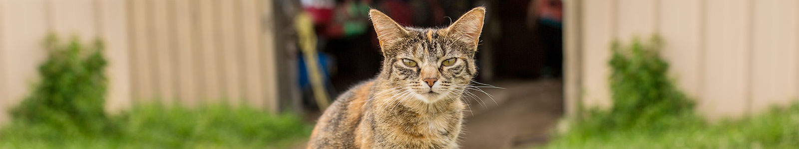 Camp Purr Barn Cats