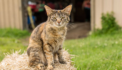 Camp Purr, Working Cats