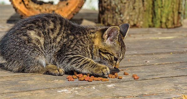 Caring for Community Cat Colonies